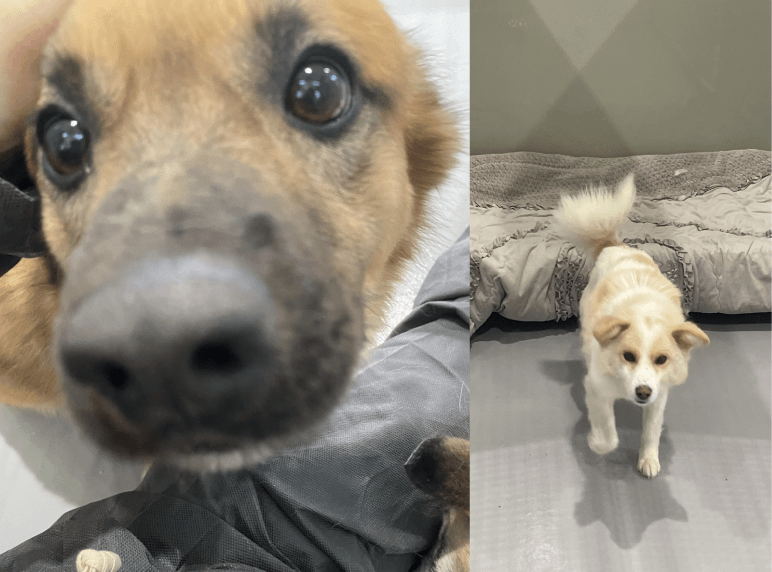 保護犬の写真