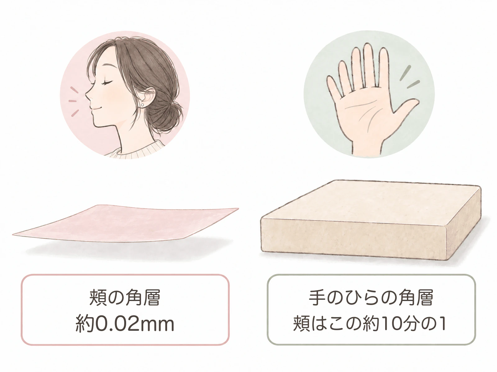 頬の角層を表すうすいシートと、手のひらの角層を表す厚い板を並べたイラスト。「頬の角層 約0.02mm」「手のひらの角層 頬はこの約10分の1」と書かれている。