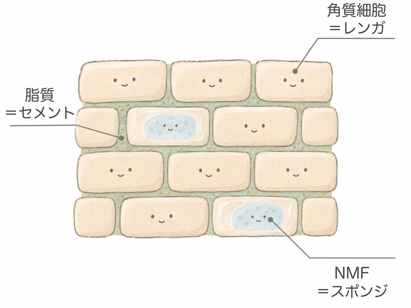 角層をレンガとセメントの塀にたとえたイラスト。「角質細胞＝レンガ」「脂質＝セメント」「NMF＝スポンジ」の3つのラベルがある。レンガと、レンガの中のスポンジには、点の目と口のやさしい顔が描かれている。